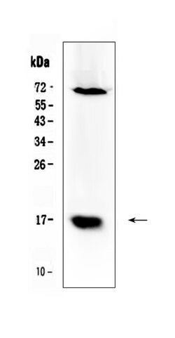 Invitrogen Survivin Polyclonal Antibody 100 &mu;g; Unconjugated:Antibodies,