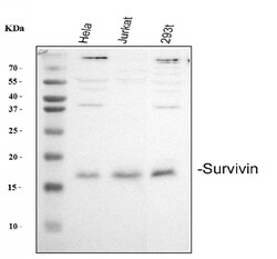 Invitrogen Survivin Polyclonal Antibody 100 &mu;g; Unconjugated:Antibodies,