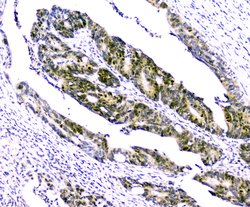 Invitrogen Survivin Polyclonal Antibody 100 &mu;g; Unconjugated:Antibodies,