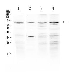 Invitrogen ECE1 Polyclonal Antibody 100 &mu;g; Unconjugated:Antibodies,