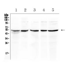 eIF3e Polyclonal Antibody:Antibodies, Polyclonal