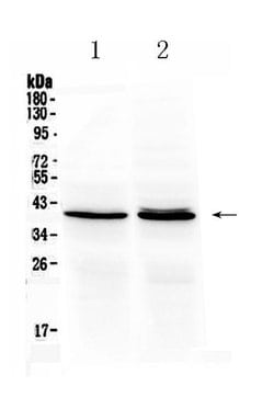 Invitrogen OTC Polyclonal Antibody 100 &mu;g; Unconjugated:Antibodies,