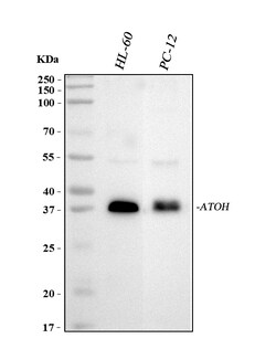 Invitrogen ATOH1 Polyclonal Antibody 100 &mu;g; Unconjugated:Antibodies,