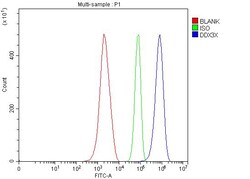 Invitrogen DDX3 Polyclonal Antibody 100 &mu;g; Unconjugated:Antibodies,