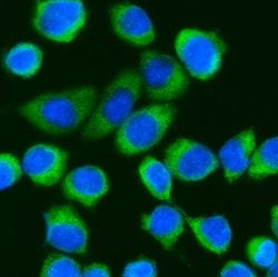 Invitrogen DDX3 Polyclonal Antibody 100 &mu;g; Unconjugated:Antibodies,