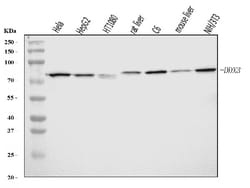Invitrogen DDX3 Polyclonal Antibody 100 &mu;g; Unconjugated:Antibodies,