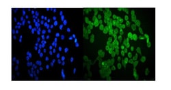 Invitrogen HSP20 Polyclonal Antibody 100 &mu;g; Unconjugated:Antibodies,