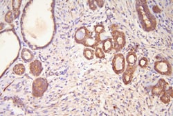 Invitrogen HSP20 Polyclonal Antibody 100 &mu;g; Unconjugated:Antibodies,