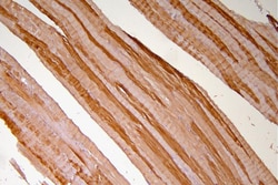 Invitrogen HSP20 Polyclonal Antibody 100 &mu;g; Unconjugated:Antibodies,
