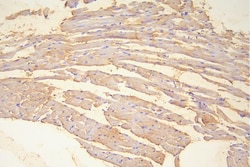 Invitrogen HSP20 Polyclonal Antibody 100 &mu;g; Unconjugated:Antibodies,