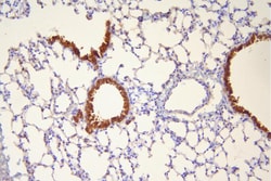 Invitrogen HSP20 Polyclonal Antibody 100 &mu;g; Unconjugated:Antibodies,