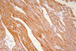 Invitrogen HSP20 Polyclonal Antibody 100 &mu;g; Unconjugated:Antibodies,