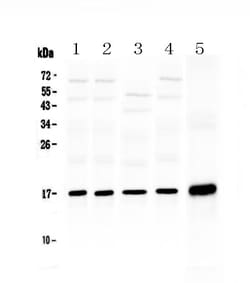Invitrogen HSP20 Polyclonal Antibody 100 &mu;g; Unconjugated:Antibodies,