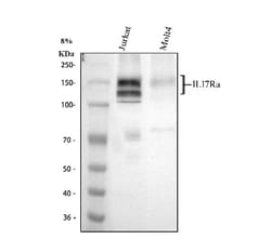 Invitrogen IL17RA Polyclonal Antibody 100 &mu;g; Unconjugated:Antibodies,
