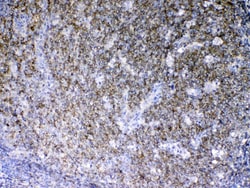 Invitrogen Lyn Polyclonal Antibody 100 &mu;g; Unconjugated:Antibodies,