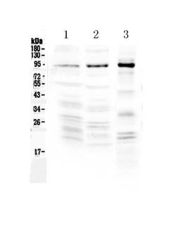 Invitrogen NPAS2 Polyclonal Antibody 100 &mu;g; Unconjugated:Antibodies,