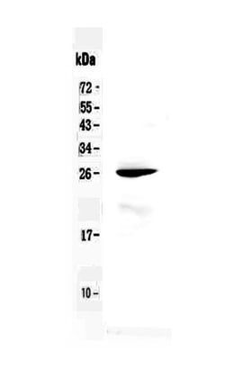 Invitrogen RND1 Polyclonal Antibody 100 &mu;g; Unconjugated:Antibodies,