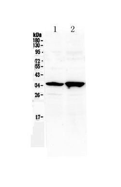 Invitrogen SIX3 Polyclonal Antibody 100 &mu;g; Unconjugated:Antibodies,