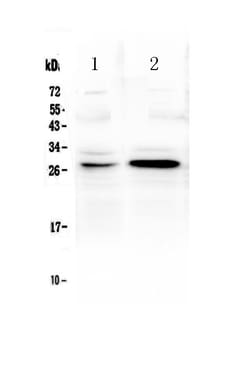Invitrogen GITR (TNFRSF18) Polyclonal Antibody 100 &mu;g; Unconjugated:Antibodies,