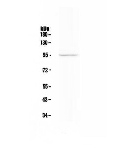Invitrogen FAP Polyclonal Antibody 100 &mu;g; Unconjugated:Antibodies,