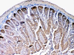 Invitrogen MMP13 Polyclonal Antibody 100 &mu;g; Unconjugated:Antibodies,