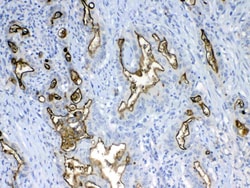 Invitrogen MUC1 Polyclonal Antibody 100 &mu;g; Unconjugated:Antibodies,