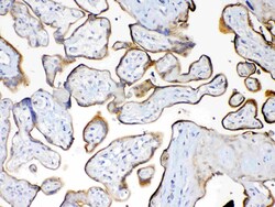 Invitrogen MUC1 Polyclonal Antibody 100 &mu;g; Unconjugated:Antibodies,