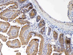 Invitrogen MUC1 Polyclonal Antibody 100 &mu;g; Unconjugated:Antibodies,