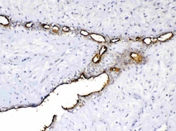Invitrogen MUC1 Polyclonal Antibody 100 &mu;g; Unconjugated:Antibodies,