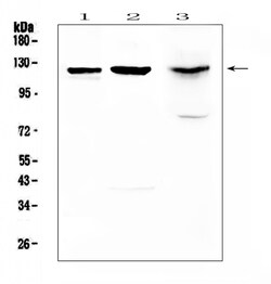 Invitrogen MUC1 Polyclonal Antibody 100 &mu;g; Unconjugated:Antibodies,