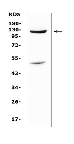 Invitrogen MUC1 Polyclonal Antibody 100 &mu;g; Unconjugated:Antibodies,
