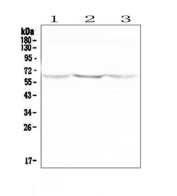 Invitrogen NOX2 Polyclonal Antibody 100 &mu;g; Unconjugated:Antibodies,