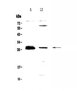Invitrogen TWEAK Polyclonal Antibody 100 &mu;g; Unconjugated:Antibodies,