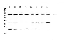 Invitrogen MRE11 Polyclonal Antibody 100 &mu;g; Unconjugated:Antibodies,