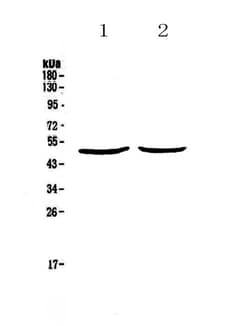 Invitrogen Urokinase Polyclonal Antibody 100 &mu;g; Unconjugated:Antibodies,