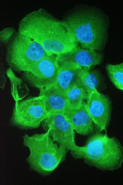 Invitrogen S100A10 Polyclonal Antibody 100 &mu;g; Unconjugated:Antibodies,