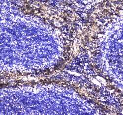 Invitrogen S100A10 Polyclonal Antibody 100 &mu;g; Unconjugated:Antibodies,