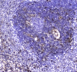Invitrogen S100A10 Polyclonal Antibody 100 &mu;g; Unconjugated:Antibodies,