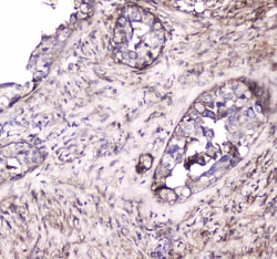Invitrogen S100A10 Polyclonal Antibody 100 &mu;g; Unconjugated:Antibodies,