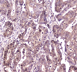 Invitrogen S100A10 Polyclonal Antibody 100 &mu;g; Unconjugated:Antibodies,