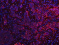 Invitrogen S100A10 Polyclonal Antibody 100 &mu;g; Unconjugated:Antibodies,