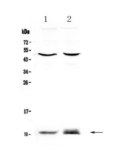 Invitrogen S100A10 Polyclonal Antibody 100 &mu;g; Unconjugated:Antibodies,