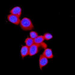Invitrogen STUB1 Polyclonal Antibody 100 &mu;g; Unconjugated:Antibodies,