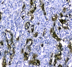 Invitrogen STUB1 Polyclonal Antibody 100 &mu;g; Unconjugated:Antibodies,