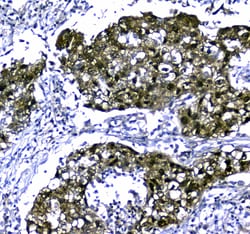 Invitrogen STUB1 Polyclonal Antibody 100 &mu;g; Unconjugated:Antibodies,