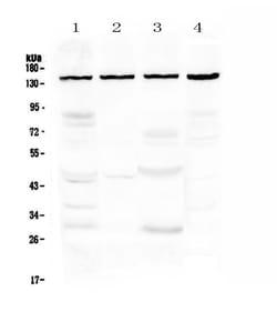 Invitrogen TRPC4 Polyclonal Antibody 100 μg; Unconjugated:Antibodies,