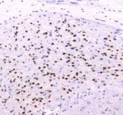 Invitrogen ESRRG Polyclonal Antibody 100 &mu;g; Unconjugated:Antibodies,