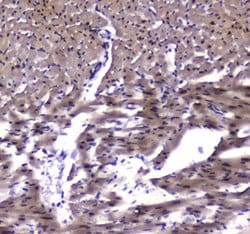 Invitrogen ESRRG Polyclonal Antibody 100 &mu;g; Unconjugated:Antibodies,
