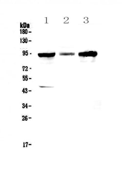 Invitrogen GNS Polyclonal Antibody 100 &mu;g; Unconjugated:Antibodies,