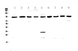 Invitrogen GNS Polyclonal Antibody 100 &mu;g; Unconjugated:Antibodies,